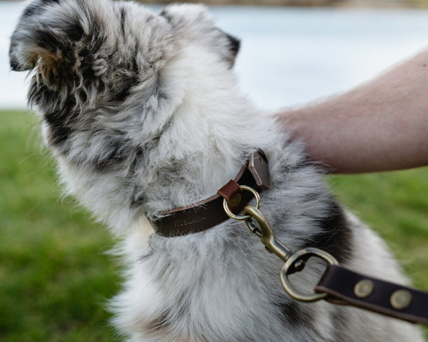 Leather Dog Collar - Chestnut